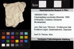 Foto (Objket + Etiketten) von Cracensigillatus acutirostris (Moericke, 1889) 